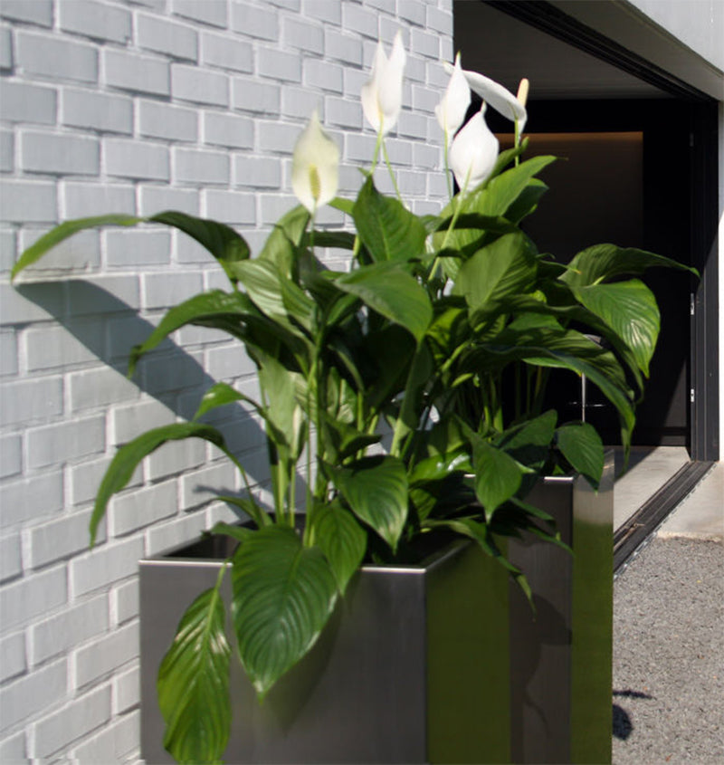 CIMA Macetero Planter - Zzue Creation
